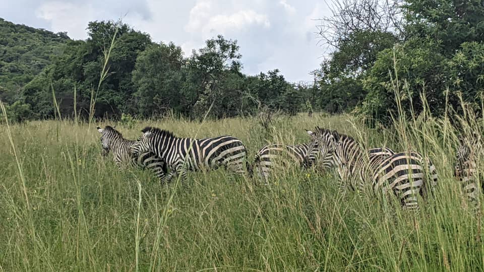 Akagera International School tweet media