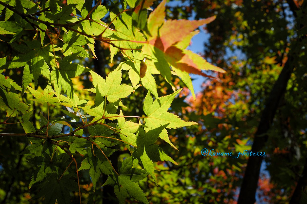 kaname_photo222's tweet photo. 「秋支度」
#もみじ
#紅葉
#秋
#AutumnalTints
#maple
#カナメのメ
#キリトリセカイ #ファインダー越しの私の世界
#写真で奏でる私の世界 #カメラのある生活
#写真撮ってる時間が好き
#TLを花でいっぱいにしよう
#photography #flower #nature https://t.co/w2LF40652B