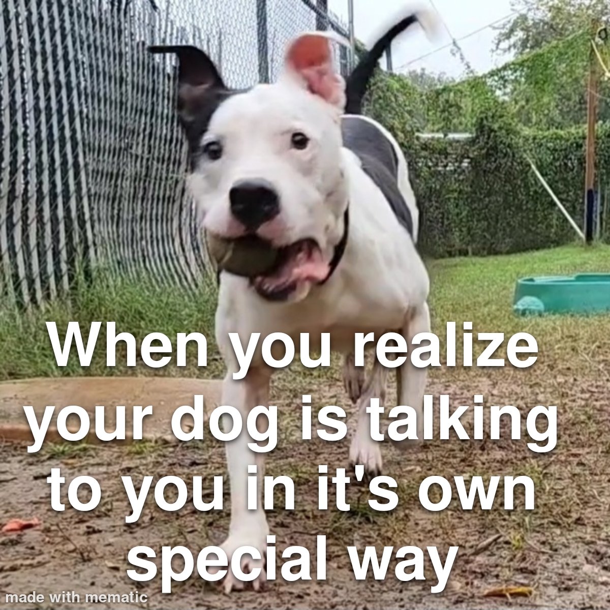 Starting to try and make this profile all about dog behavior! Although I don't want to come across as a page that gets people to freak out about their dogs behavior. I want raise awareness, not anxiety levels!!!