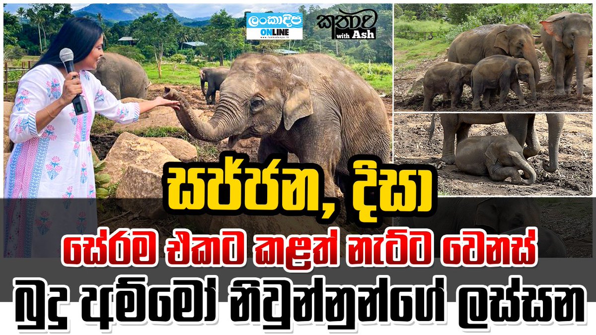 දැන් එයාලා කොලු ගැට වයසේ විසේ කාරයෝ දෙන්නෙක් හරිම දඟයි හරිම හුරතල් Kathawa With Ash
 facebook.com/share/v/xzPmSB…
 facebook.com/share/v/xzPmSB…
#SriLanka #lka #ElephantTwitter
 #twins #everyone #AnimalPremieres #AnimalLovers #AnimalMovieReview #positivevibesonly #elephants @ArtForumSL
