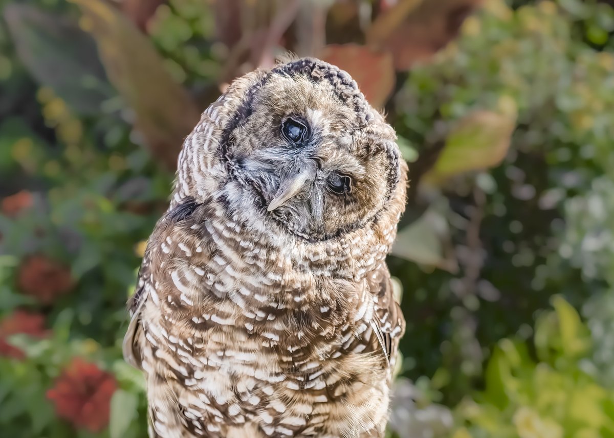 Kamala and Kyle Photography tweet media