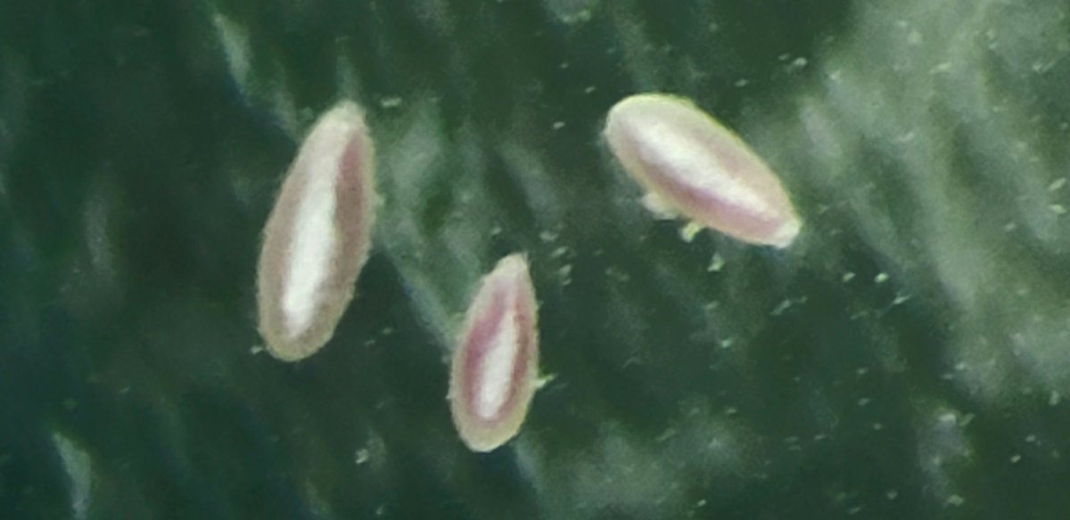 Victor__Aramayo's tweet photo. Fancy deep-sea #meiofauna from #Antarctica (~400 m), some examples of the tiny fraction of benthos. #Kinorhyncha #Allogromiids #Copepods #Gromiids #Priapulida #Rotifera #Nematoda #deepseabiodiversity #Antarcticbiodiversity #silversaccamminids #Polychaetes https://t.co/72N6UUECgX