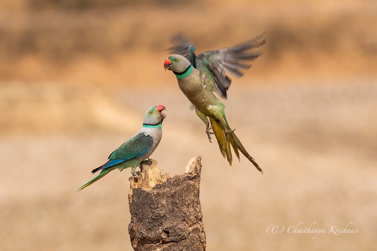 chaithanyak's tweet photo. Sometime it is better to leave the bitter conversation, than wasting your time :)

Malabar Parakeet, Shivamoga, Karnataka
#BirdTwitter 
#parakeet #IndiAves #TwitterNatureCommunity #birdwatching  #ThePhotoHour #BBCWildlifePOTD #natgeoindia #WaytoWild #birds #birdphotography https://t.co/43CJyC7RoT