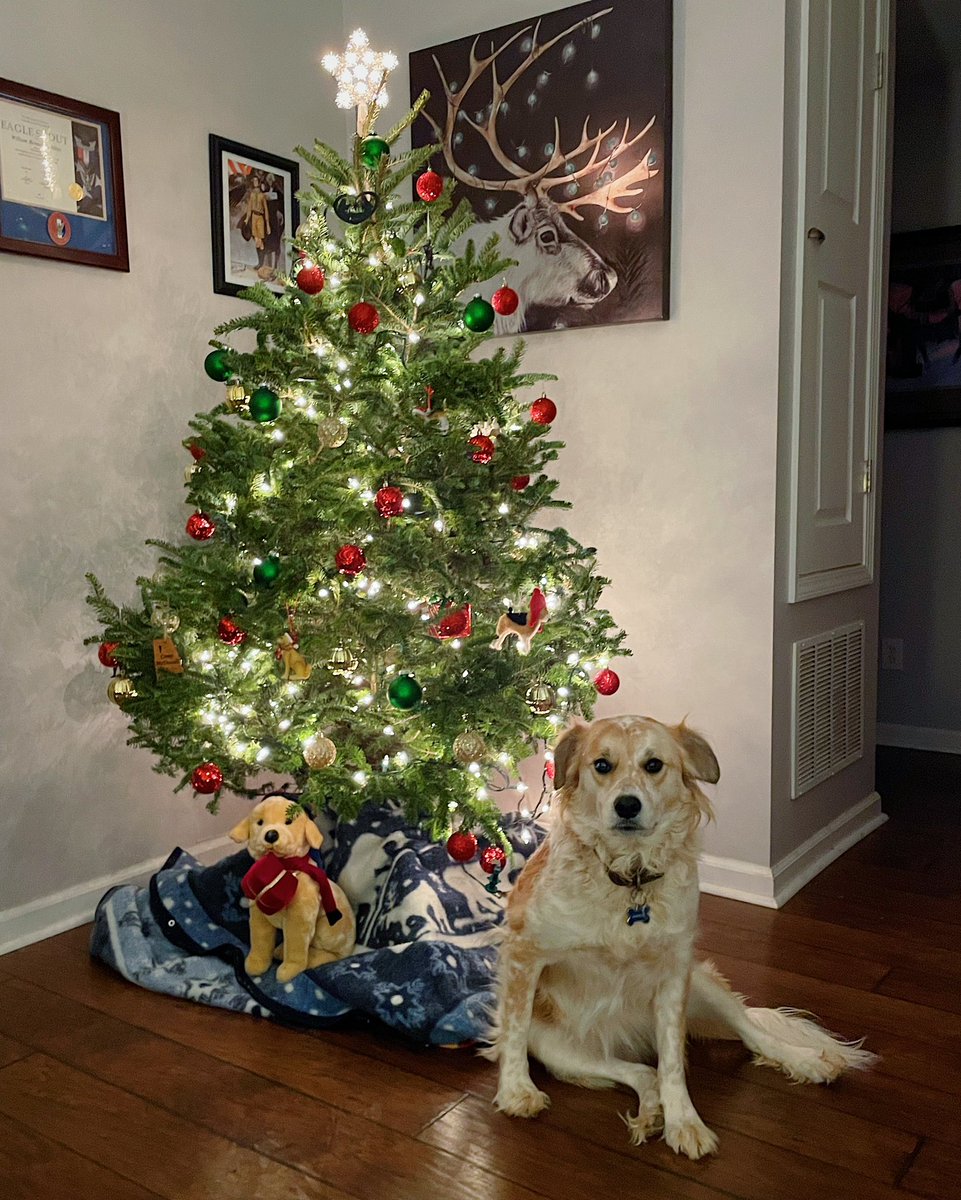 WillEWah's tweet photo. @DCheverere I know it, but could you give it a rating for those that don’t. Real. Personal ornaments. Got that dog in it. Hopefully it would make Ol Gene proud. https://t.co/S4cdkAuzLV