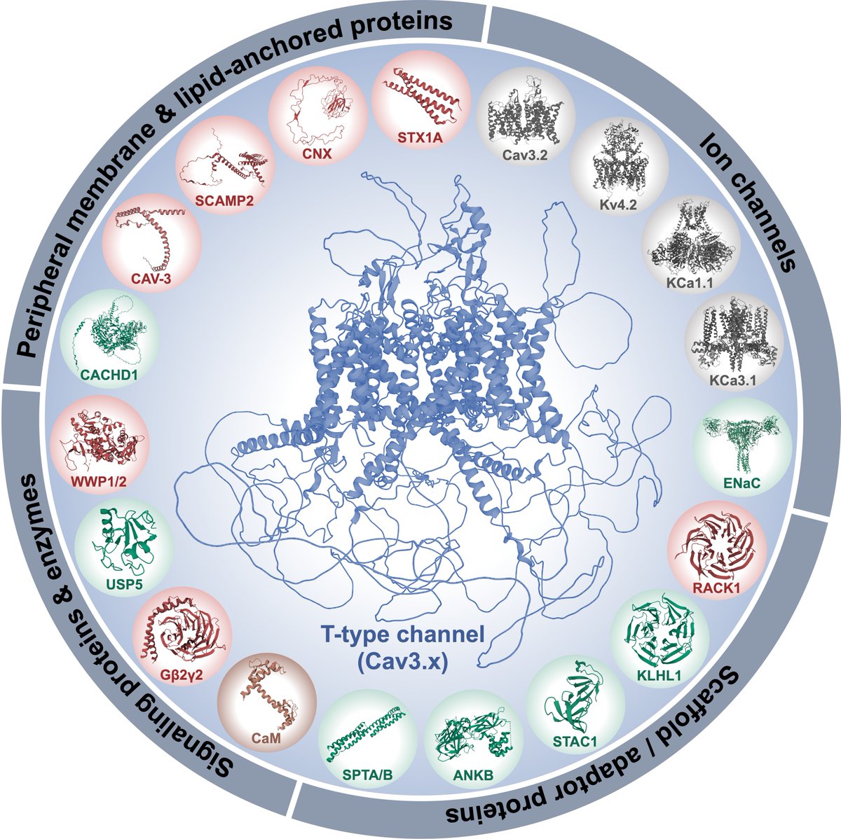 REVIEW - The T-type calcium channelosome - Here we compiled the current knowledge surrounding T-type #calcium #ionchannels interactors, their physiological roles, and potential for drug-based therapeutic intervention ➡️ rb.gy/2z7vdt
