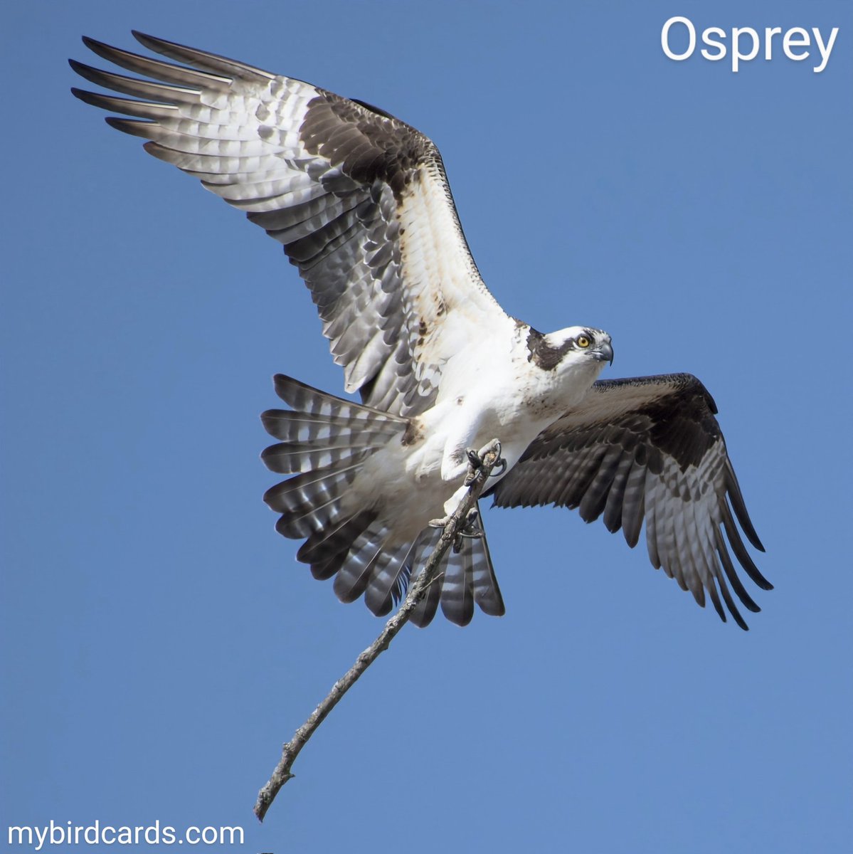 Osprey 🌍🌏🌎 #Cosmopolitanbirds #Africanbirds #Asianbirds #Australianbirds #Europeanbirds #NorthAmericanbirds #SouthAmericanbirds | #mybirdcards #birdcards #birds🦜