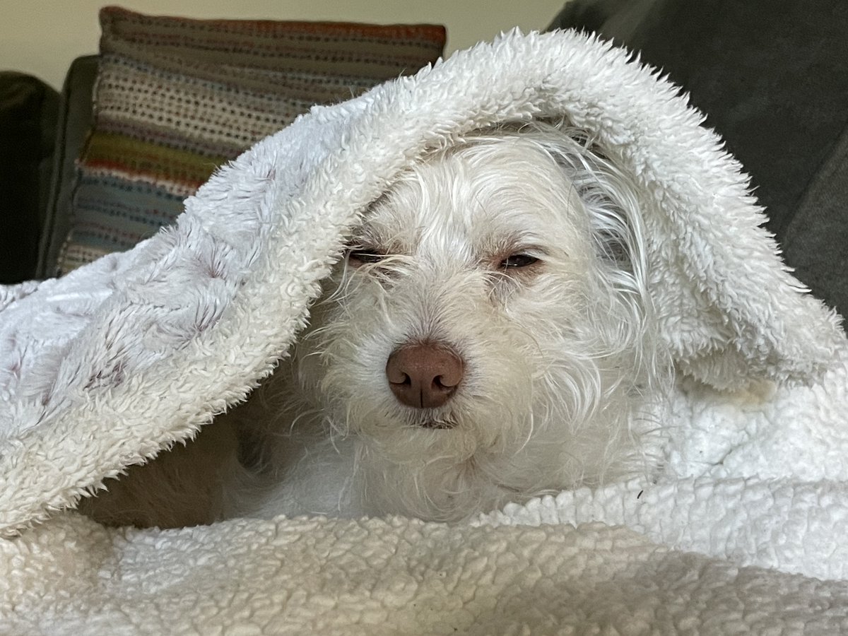 TfbcbvRanch's tweet photo. If you are having a bad day here is my dog hoping to make your day better! If your day is going fine then I hoe they make it better! https://t.co/xn9odEkEL3