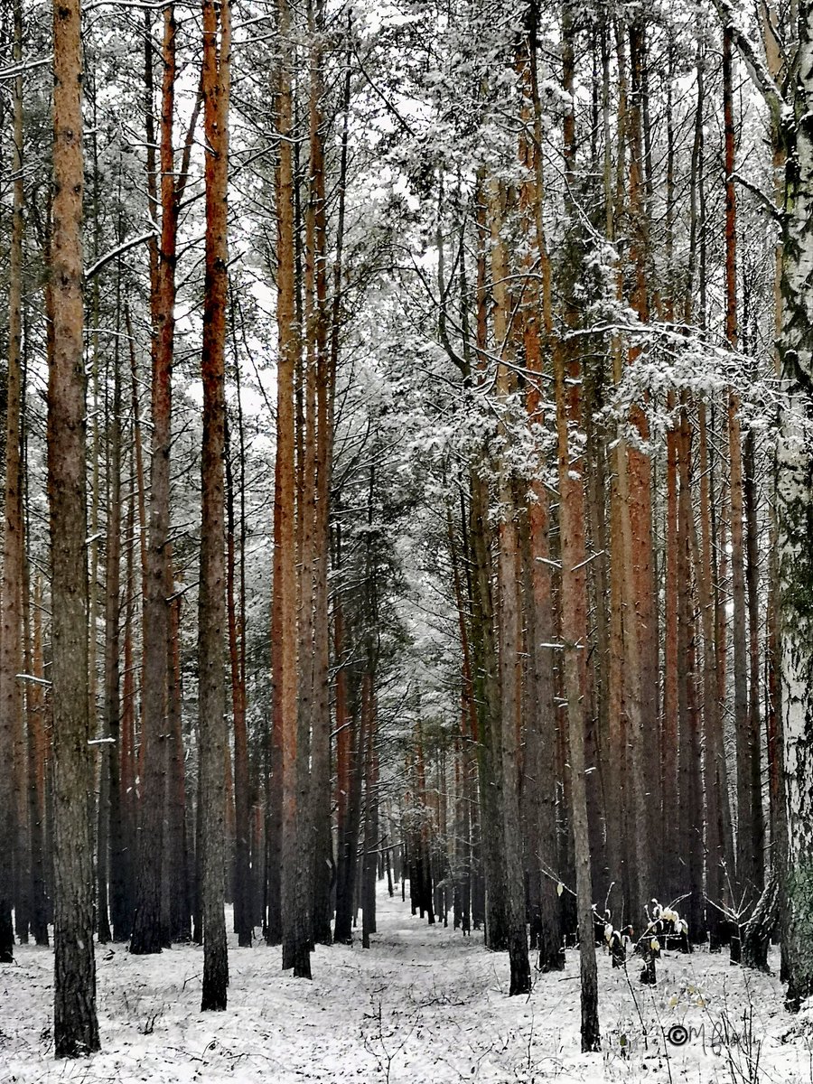 Buon weekend ❄️🤗
Dobrego weekendu ❄️🤗
#winter #inverno #zima #snow #neve #śnieg #frozen #branches #trees #road #outdoor #lovewintertime #Poland #Polonia #Polska #Huawei #huaweiphotography