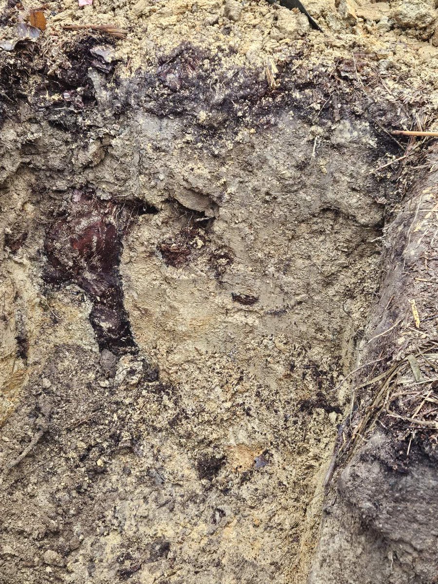 Nicolas Saby tweet media