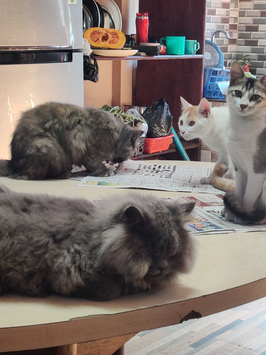 DopekidAl's tweet photo. Quit my job to become a full time cat mom. Meowww https://t.co/VQVqX7zNCL