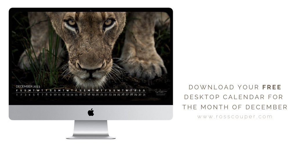 Download your free desktop calendar for the last month of 2023 at rosscouper.com #december #desktopcalendar