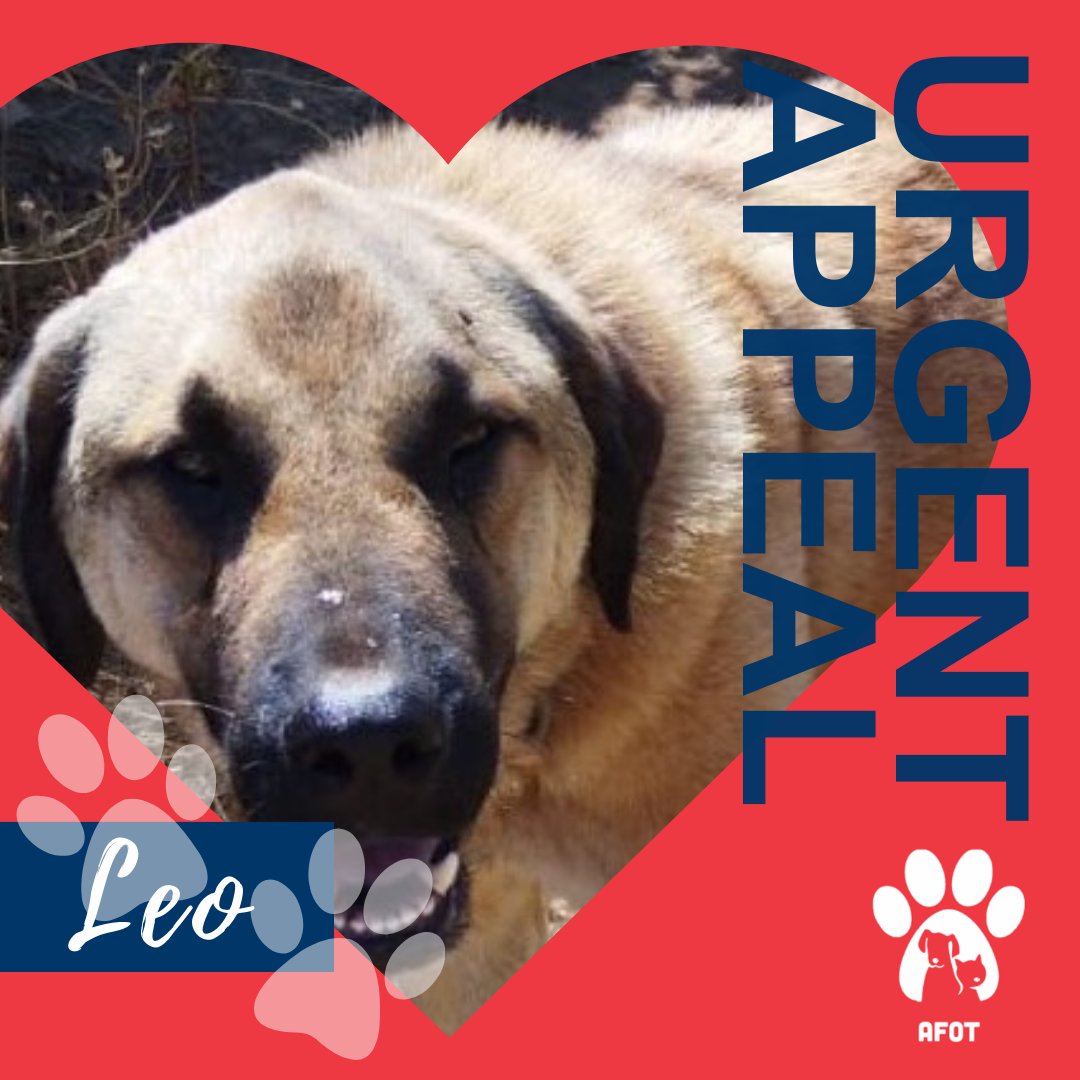animal_AFOT's tweet photo. We have four dogs in long-term care that, due to no fault of their own, cannot be rehabilitated. It costs us £150 per month to care for each dog. To help give Leo and his brothers a safe and happy future, donate at: https://t.co/VGJX6gnlha
#urgentsponsorshipappeal #sponsorarescue https://t.co/HWDD51J5wY
