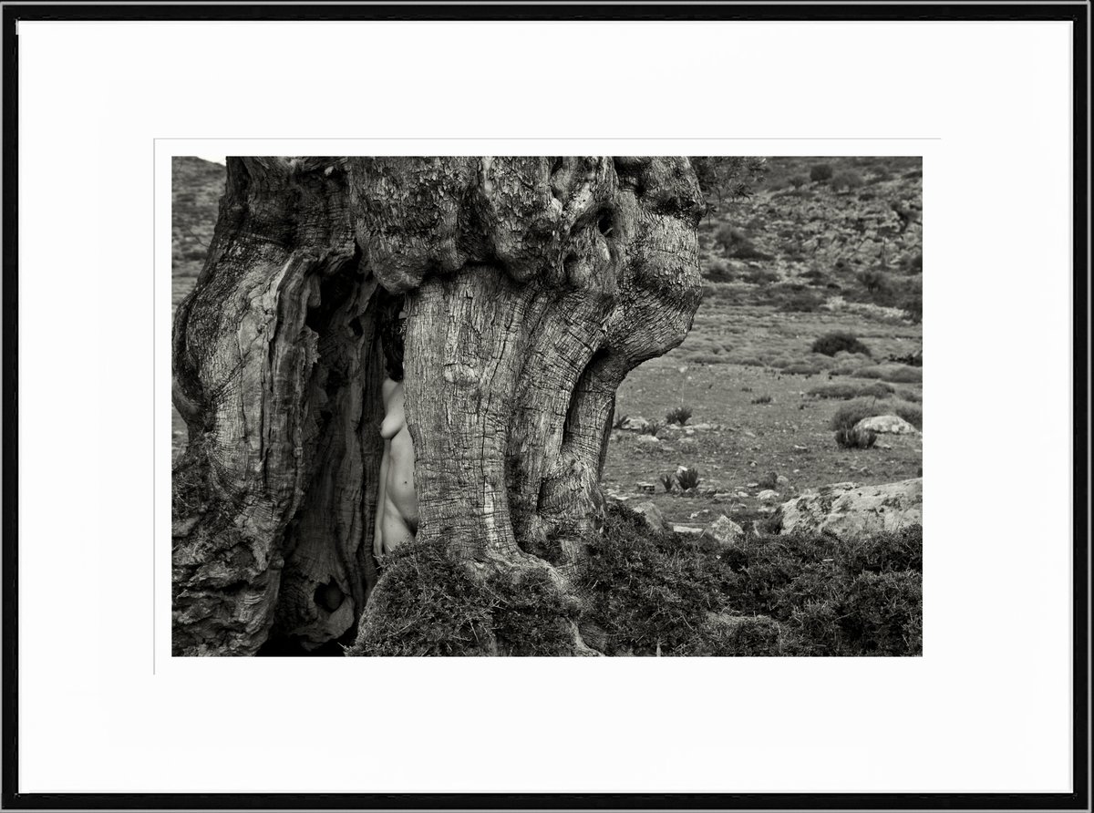 Olive tree #filmphotography #fineart #blackandwhitefilm #hasselblad #mediumformat #artnude