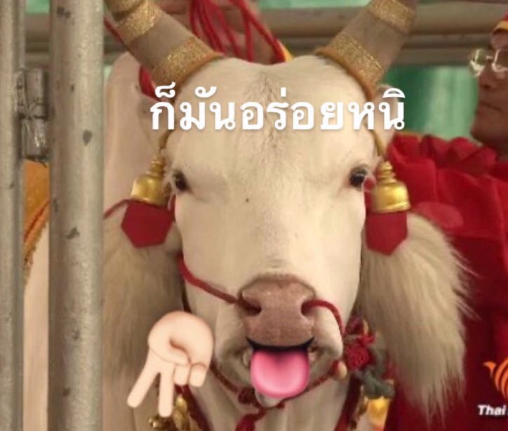 • เบนจาเบนจีเบนเบ๊นเบนจามิ๊นน 🦊🤍 (@alittlebibenja) on Twitter photo 