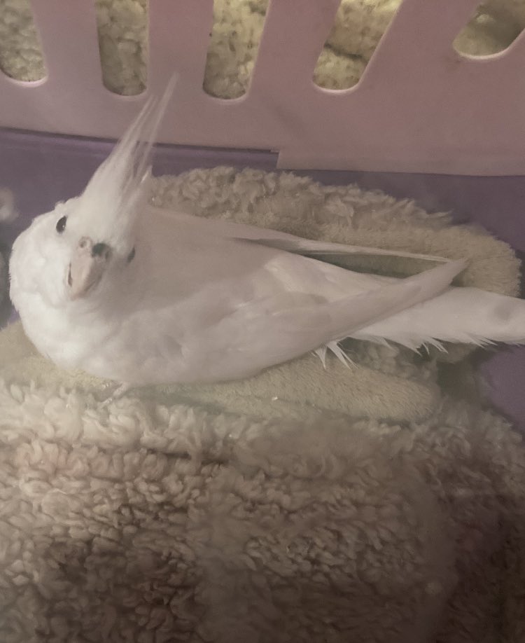 ryosukekotani's tweet photo. 千葉県佐倉市で保護した白いインコちゃん。ベッカムヘアーでかわいい。公園で保護したばかりの昨日は寒さからほとんど動きませんでしたが、部屋を暖かくしたところ、動きが活発に。名前付けたら、飼い主さんに返せなくなるから、何て呼んだらいいのか。#インコ保護 #インコ迷子 #白いインコ https://t.co/7YVtGcDh9Z