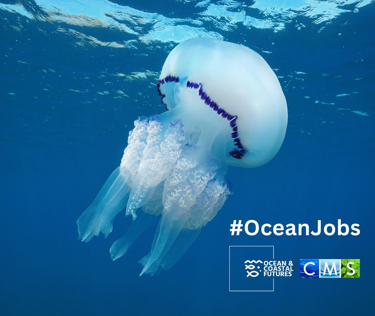 Be the first to hear about new Ocean & Coastal Job Opportunities Sign up for the OCF/CMS direct email job alerts here 👉bit.ly/3MiyV7i Find pages of new jobs here 👉cmscoms.com/?cat=35 #MarineJobs #OceanJobs #OceanCareers #CoastJobs #OceanJob #ConservationJobs