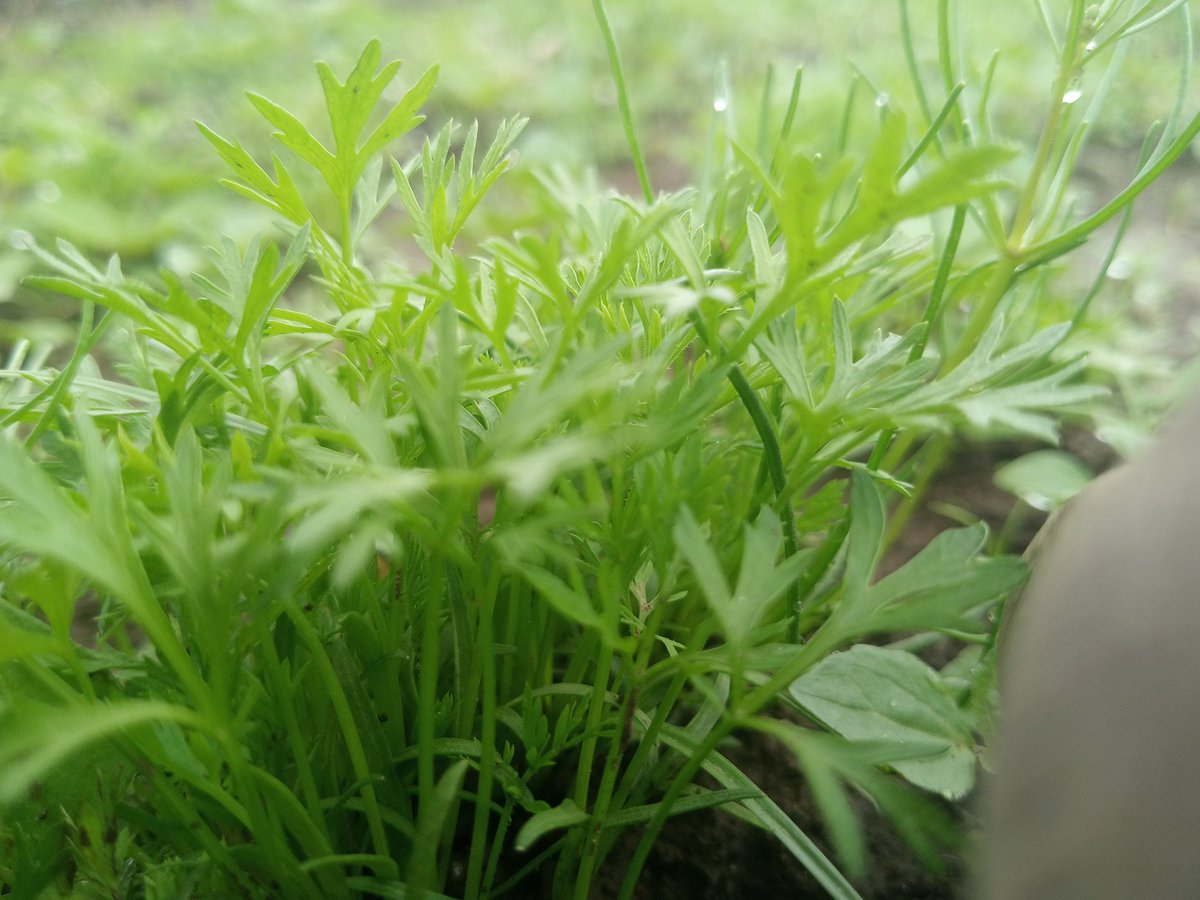 If you're a #farmer, you should consider #investing in #carrots.

With #mechanized farming, you can increase your #yields and #profits.
#StartFarmingNow 
#HappyNewMonth.
<a href="/jcniyomugabo/">Jean Claude NIYOMUGABO</a>