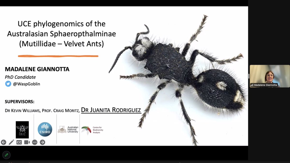 Student & ECP Int Soc of Hymenopterists Members (@ishstudents) on Twitter photo Madalene <a href="/WaspGoblin/">Madalene Giannotta</a> with an update on the colorful and undiscovered velvet ants of Australia #Hymathon2023 Madalene <a href="/WaspGoblin/">Madalene Giannotta</a> with an update on the colorful and undiscovered velvet ants of Australia #Hymathon2023
