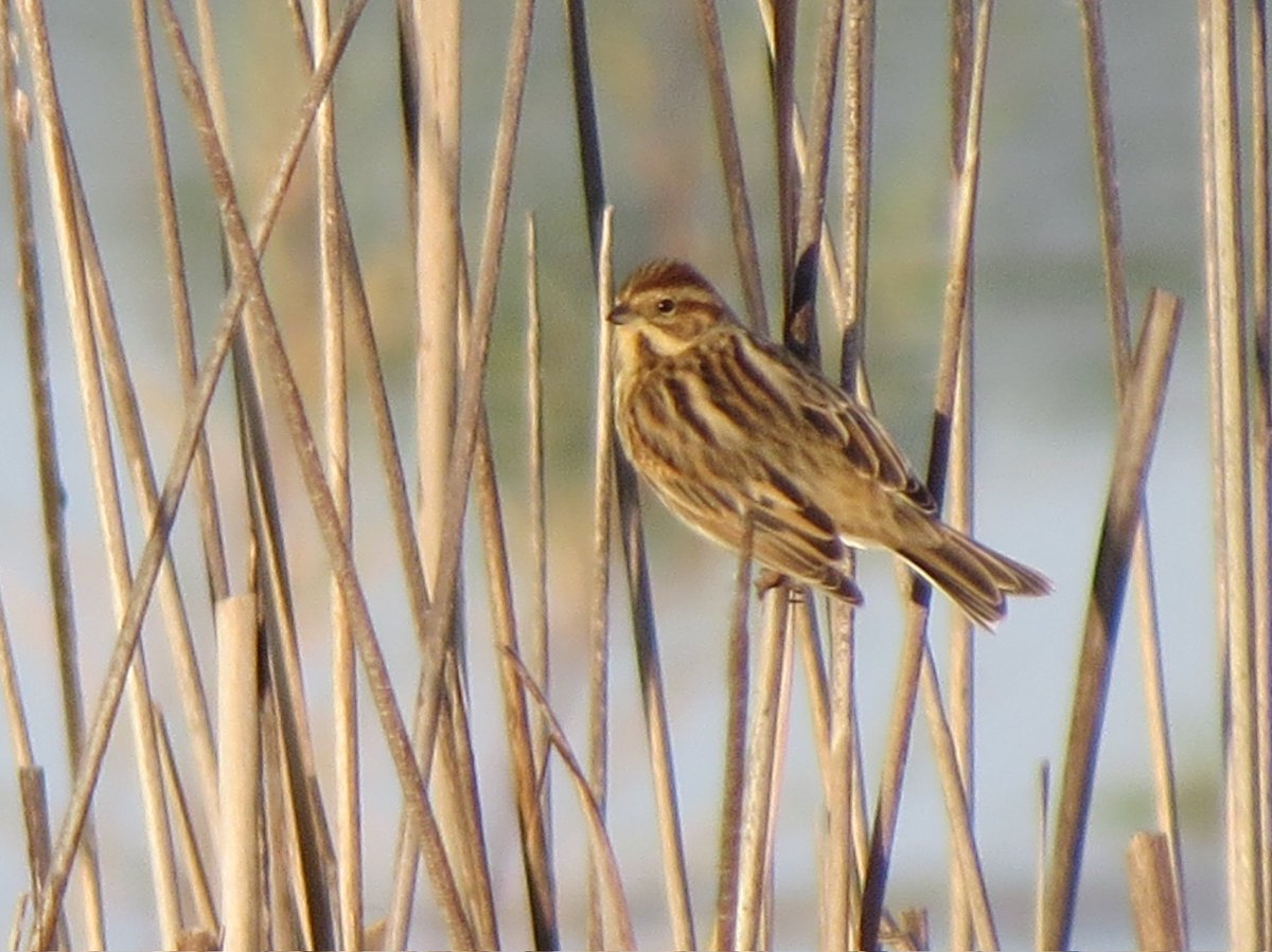 Invernante regular en todo el Valle del Ebro el #escribanopalustre es una paseriforme ligado a medios palustres.
 📸 Ejemplar en #Lagunadosreinos, Navarra /Aragon.
#emberizaschoeniclus