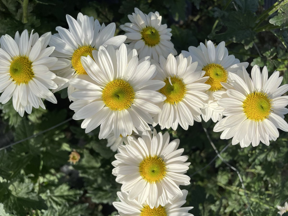 Late spray Chrysanth. 

Chrysanthemum ‘Ryski’

These were planted as plugs mid August

#Chrysanthaday
#GardeningTwitter #flowerphotography
#Flowers