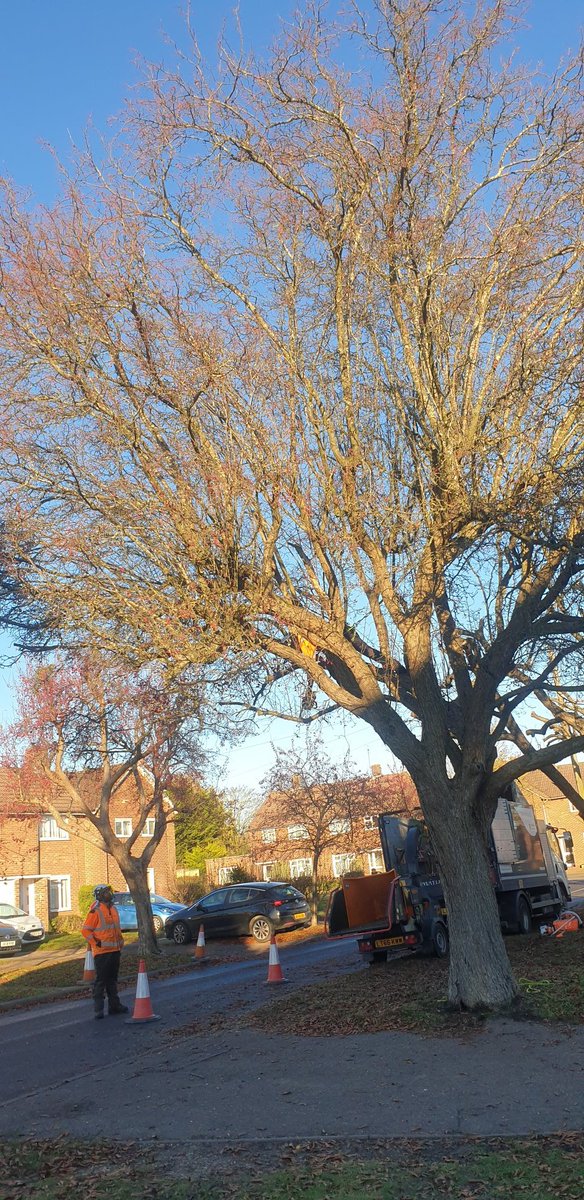 cyclebirdman's tweet image. Why at @WelHatCouncil are @Maydencroft pollarding Rowan trees in autumn depriving Starlings, Redwing, Fieldfare and possibly Waxwings in Linces Way WGC ,berries gone @Hertsbirds @RSPBEngland
Where is your environmental impact assessment?
So unnecessary, so short sighted.
Why !?