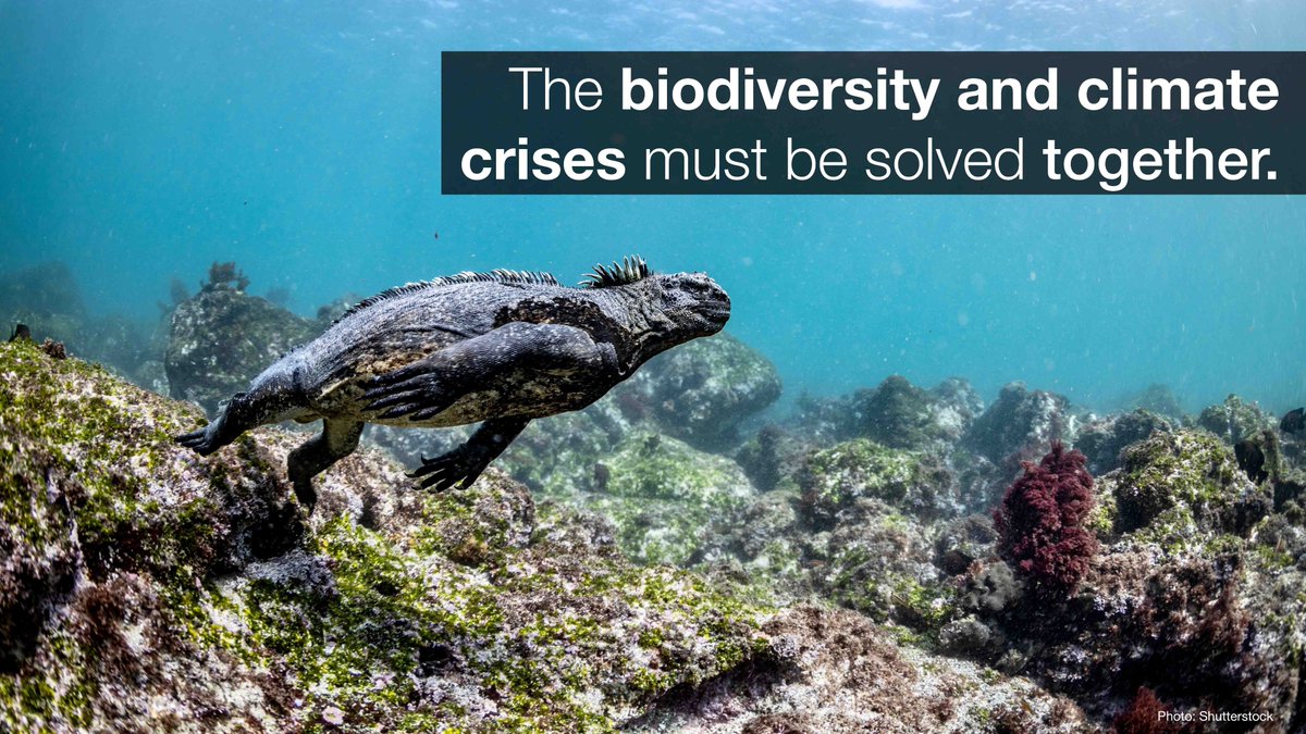 We know the deep links between the climate and biodiversity loss crises, this @UNFCCC #climate conference is an opportunity to solve both emergencies together. IUCN’s #COP28 positions explain how iucn.org/cop28