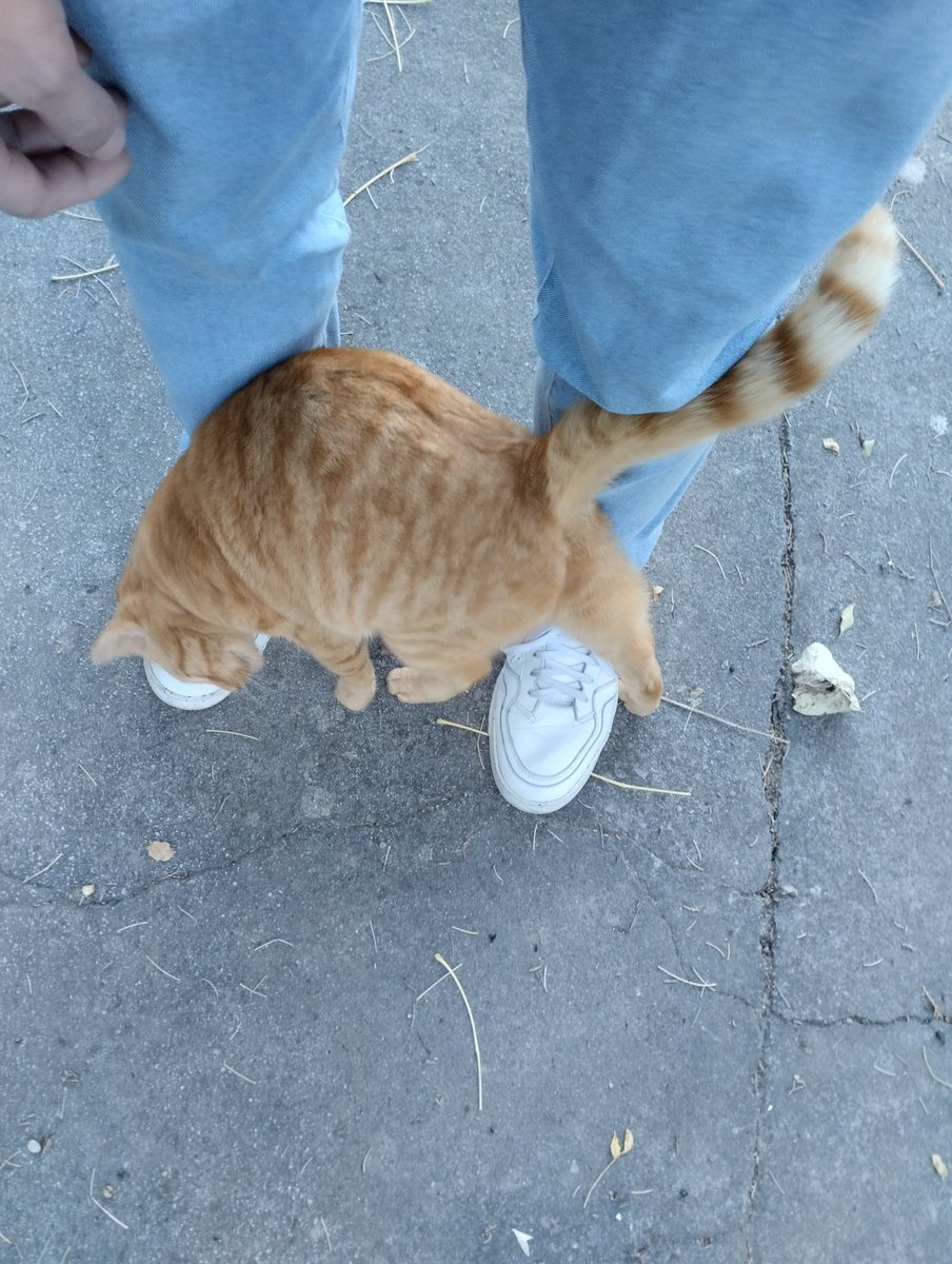 kentdms_'s tweet photo. So...
Rule 12 in Dr. Jordan B. Peterson's book, #12RulesforLife is Pet a Cat When You Encounter One.

This is what I got.

#Philosophy #Psychology #readingcommunity #cats https://t.co/zHxCeHxUQ6