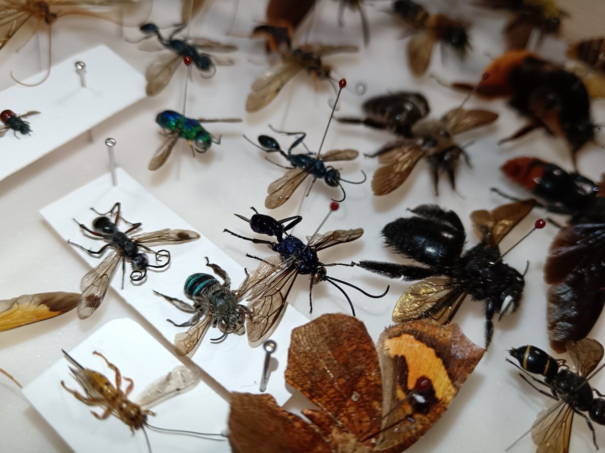 LakeWaste's tweet photo. #昆虫 #insect #蜂 #Bee #Hymenoptera #interesting
#animal https://t.co/BHxRWWMDYi
