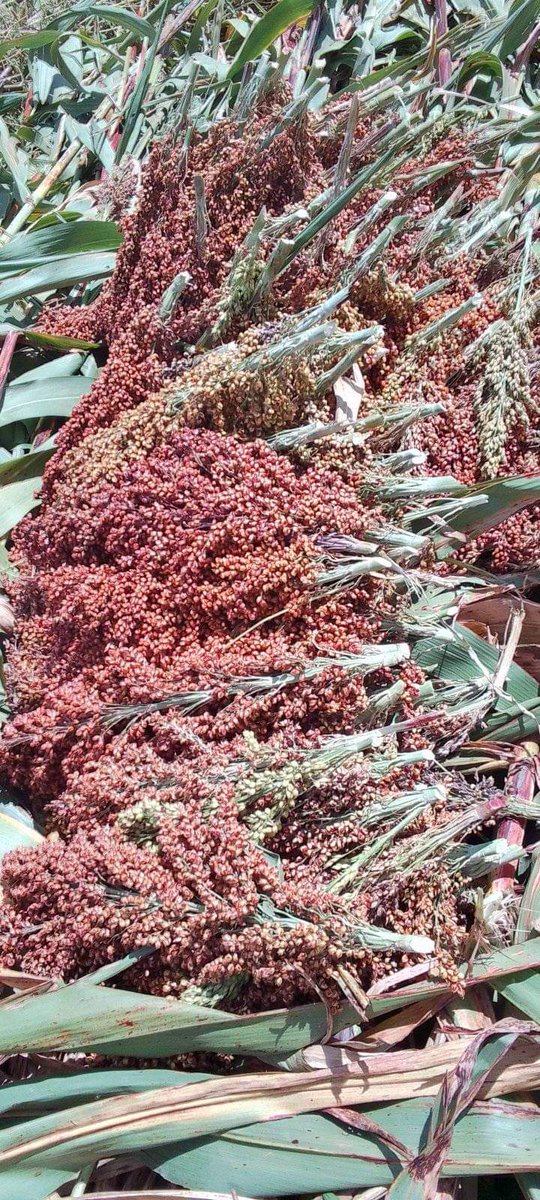 Farmczar1's tweet photo. It's harvest season!
What do you call this in your language? https://t.co/DXJKz7GGrj