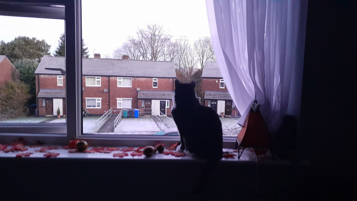 KingBabaBoo's tweet photo. Nice and early #Friya flabbiez #Hedgewatch zhift. Keep warm furpalz 😽😽🐦⬛🐦⬛🐦⬛🐾🐾😻😻❄️❄️ https://t.co/QnYWk505vd