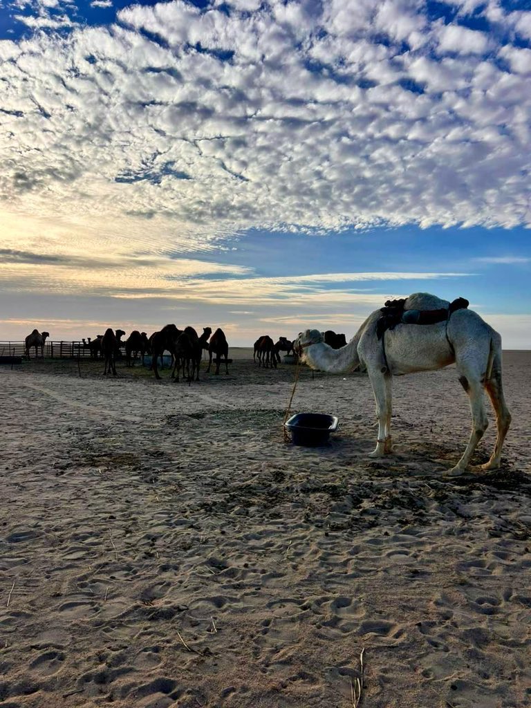 Khalifa (@last_samurai_k) on Twitter photo 