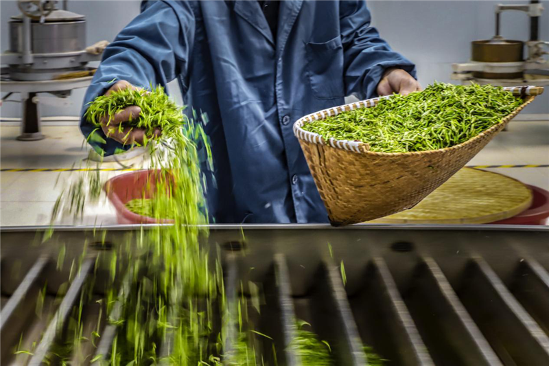 HenanPlus's tweet photo. Shangcheng County, located at the northern foot of the Dabie #Mountains, has steep mountains with high elevations, large #temperaturedifferences between #dayandnight, and an excellent ecological #environment, making it an excellent area for #tea production. #culture #Chinesetea https://t.co/i5pzGGoR0D