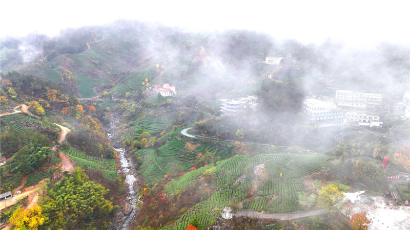 HenanPlus's tweet photo. Shangcheng County, located at the northern foot of the Dabie #Mountains, has steep mountains with high elevations, large #temperaturedifferences between #dayandnight, and an excellent ecological #environment, making it an excellent area for #tea production. #culture #Chinesetea https://t.co/i5pzGGoR0D