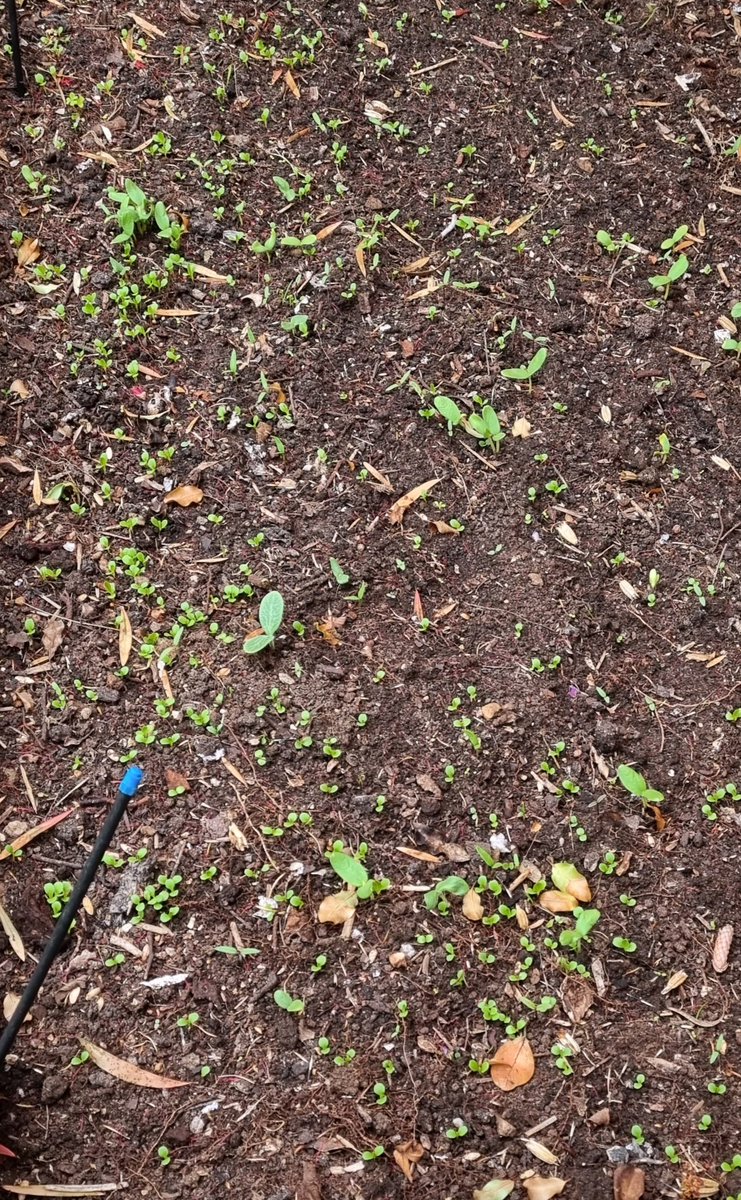 RobertQuantrell's tweet photo. No feral self-sown goodness this year for us like last Summer. Instead a full crop of seasonal veggies planted.
.
.
.
#occasionalgardener #summer #crop #veggies #patch  #tomatoes #lettuce #cucumber #zucchini #beetroot #corn #sugarsnappeas #rhubarb #Marigolds #H2O #sugarcanemulch https://t.co/pKUlw9yv74