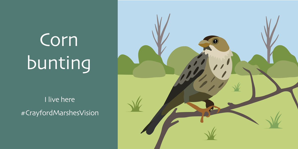 *RELEASED TODAY!*
The #CrayfordMarshesVision supported by <a href="/RSPBEngland/">RSPB England</a> <a href="/Buzz_dont_tweet/">Buglife</a> <a href="/CPRELondon/">CPRE London</a> @WildLondon <a href="/WWTworldwide/">WWT</a> <a href="/Thames21/">Thames21</a> 
Please retweet to show your support for this vision and support a brighter future for Crayford Marshes: #WeWantWildlife cprelondon.org.uk/wp-content/upl…