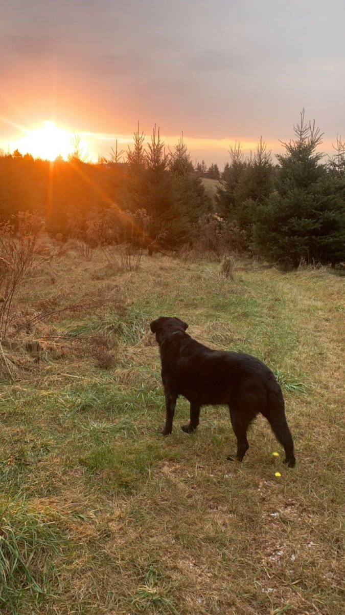 Friday sunrise vibes in the Cove #fortunecovetravels #Charlie❤️