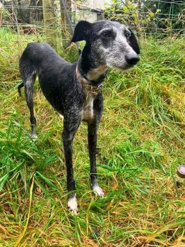 LurcherLink's tweet photo. Suzy just wants an owner to love ❤️ 
She is about 23" to shoulder and we have been told she's saluki/whippet x beddie/collie/whippet.
She's such a nice-natured dog and will really make someone a lovely devoted companion:
https://t.co/NejNJocJqo https://t.co/PsFU1Ib8wR