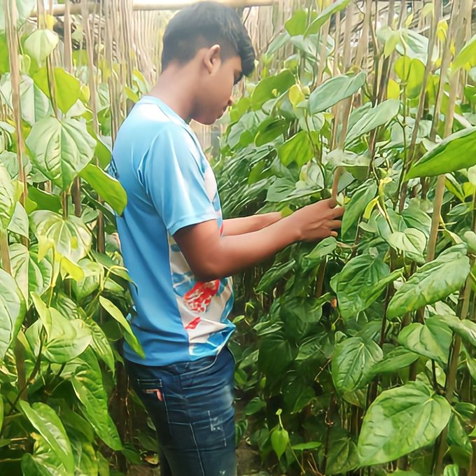 হোসেনপুরে পানচাষে বাজিমাৎ