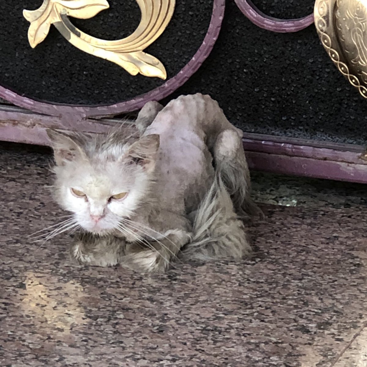 RiyadhCats tweet media