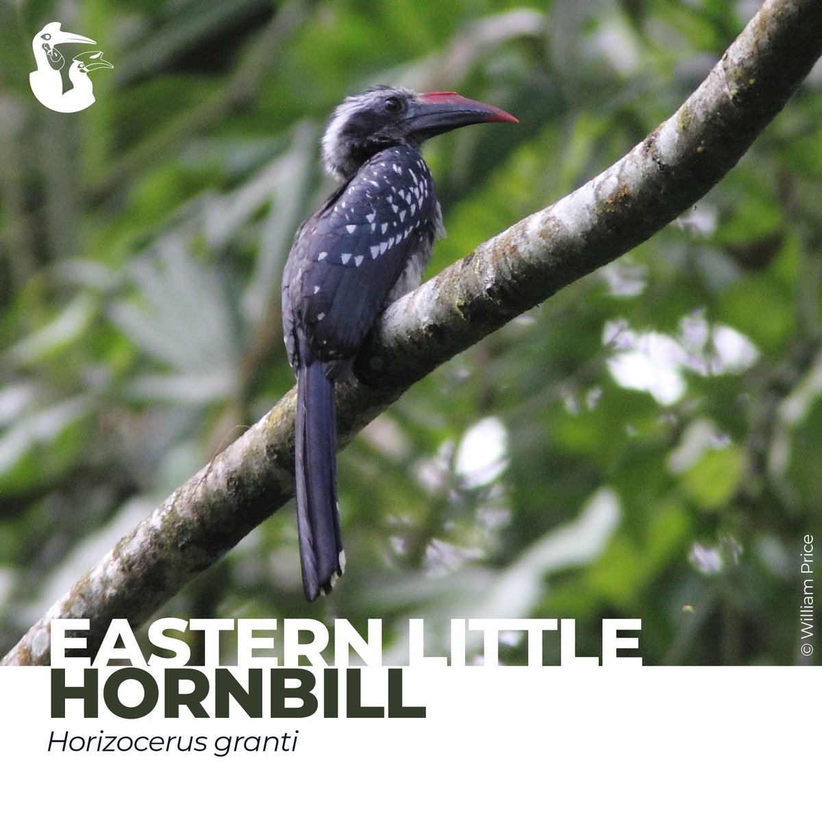 Say hello to the Eastern Little Hornbill! A small bird found in the subcanopy of primary forests in Angola, Central African Republic, Congo (the Democratic Republic), South Sudan, and Uganda. 📸 : William Price #Hornbill #IUCNHSG #IUCN #HornbillofAfrica #Africa