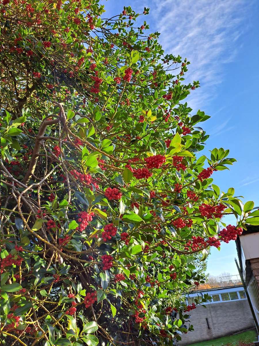 Glen the IHS Groundsman tweet media