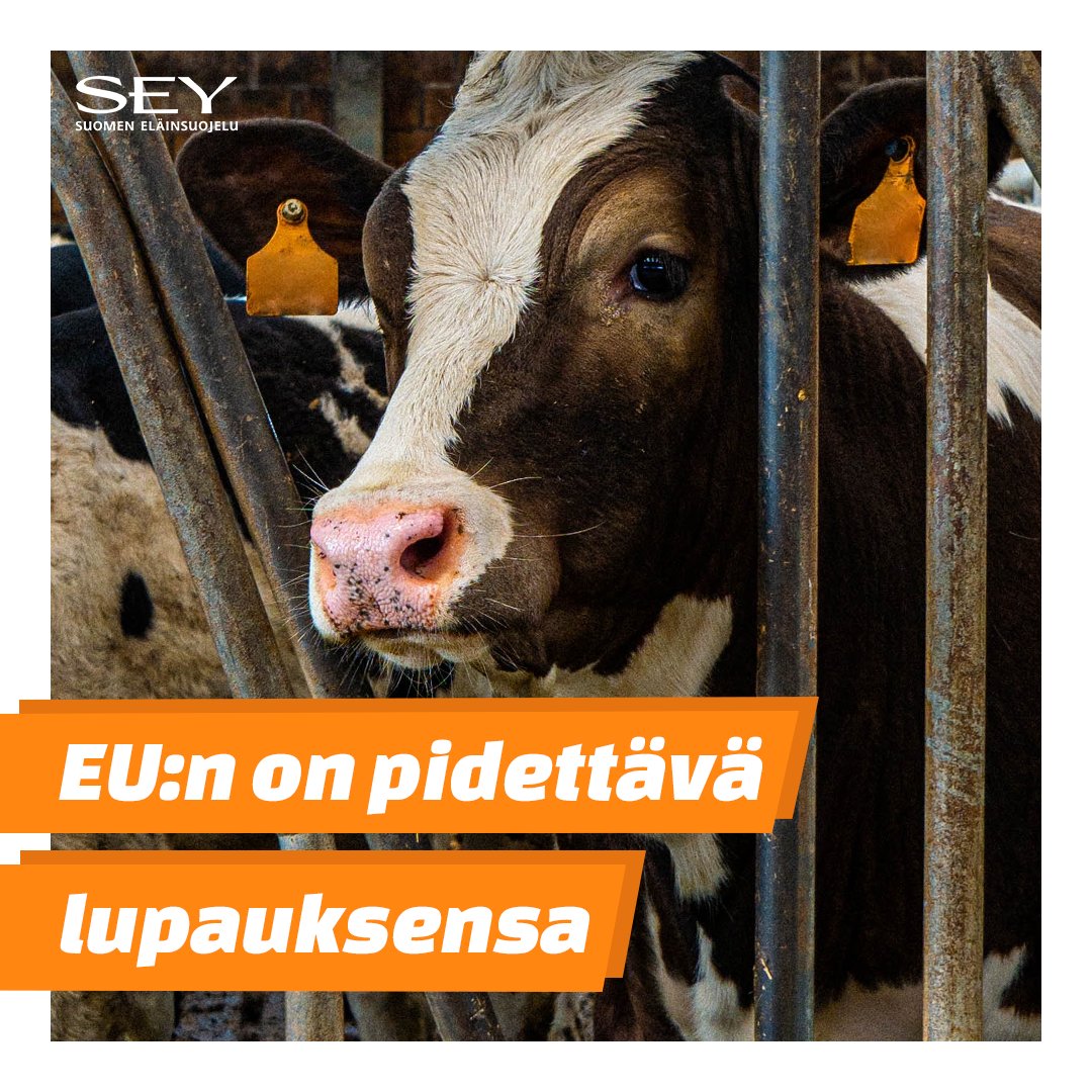 1.12.2023
EU petti kansalaistensa odotukset, kun se päätyi lykkäämään tämän vuoden loppuun mennessä lupaamaansa eläinsuojelulainsäädännön uudistusta. SEY vaatii komissiolta toimia: sey.fi/eu-peraantyi-e… 

#eläinsuojelu #eläinlaki #eläintenhyvinvointi