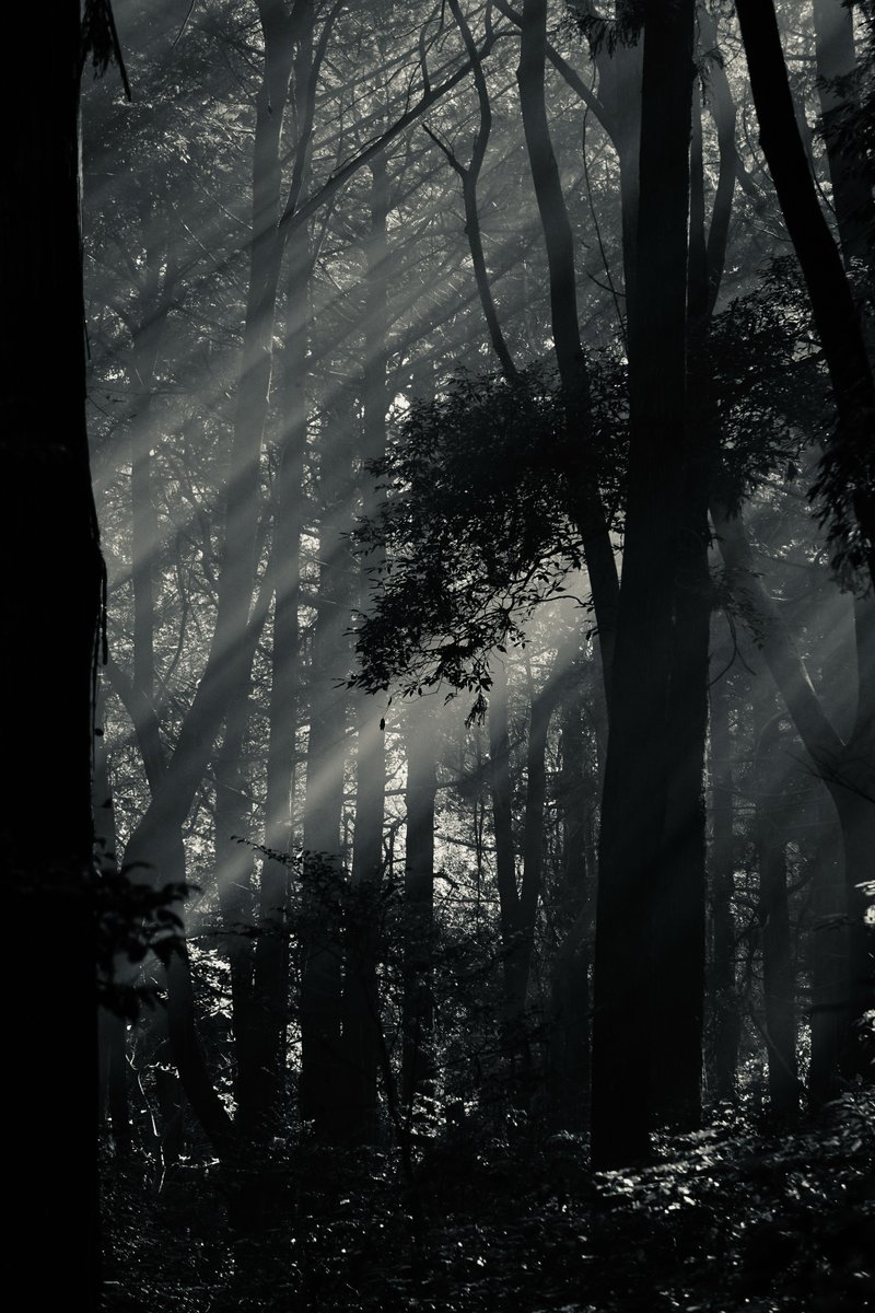 Syunpro1's tweet photo. #bnw #monochrome #photography #写真撮影 #モノクロ写真 #モノクロ #blackandwhite #blackandwhitephotography https://t.co/4W7ny4jFce