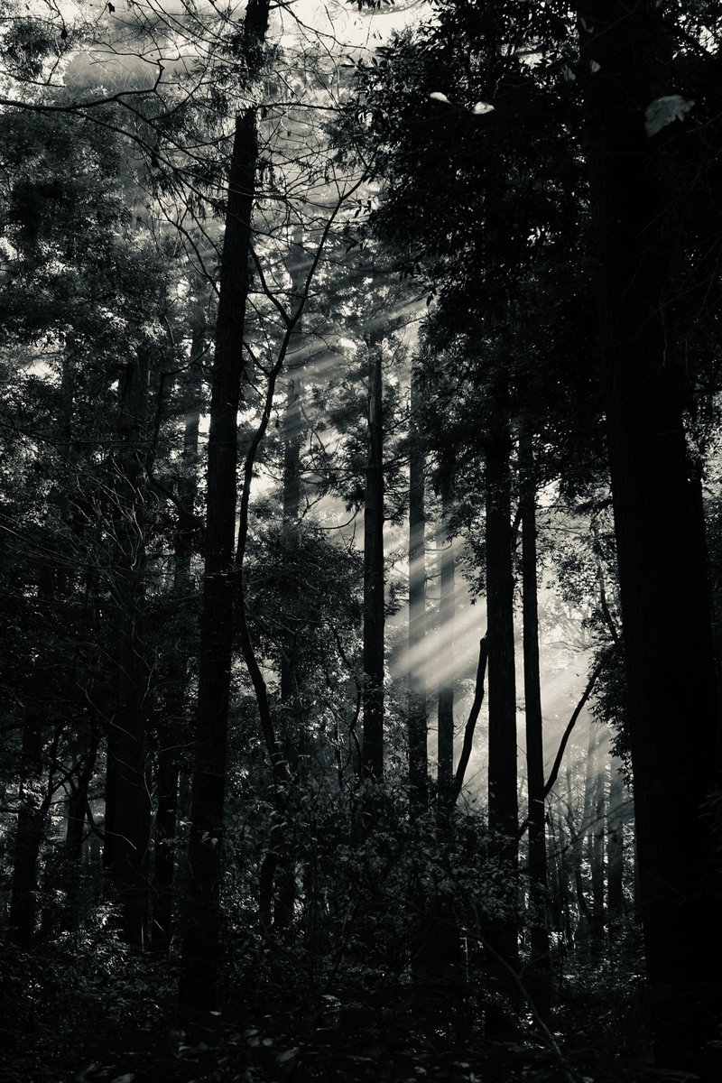 Syunpro1's tweet photo. #bnw #monochrome #photography #写真撮影 #モノクロ写真 #モノクロ #blackandwhite #blackandwhitephotography https://t.co/q9cesd48s6