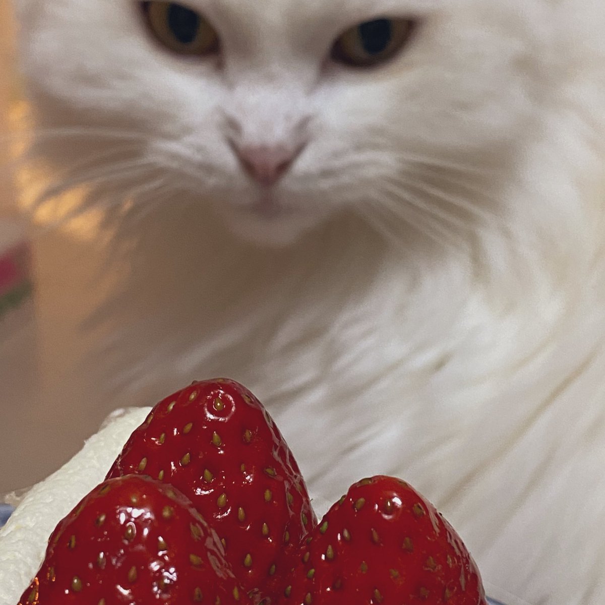 ハルはラムちゃん🌺と一緒