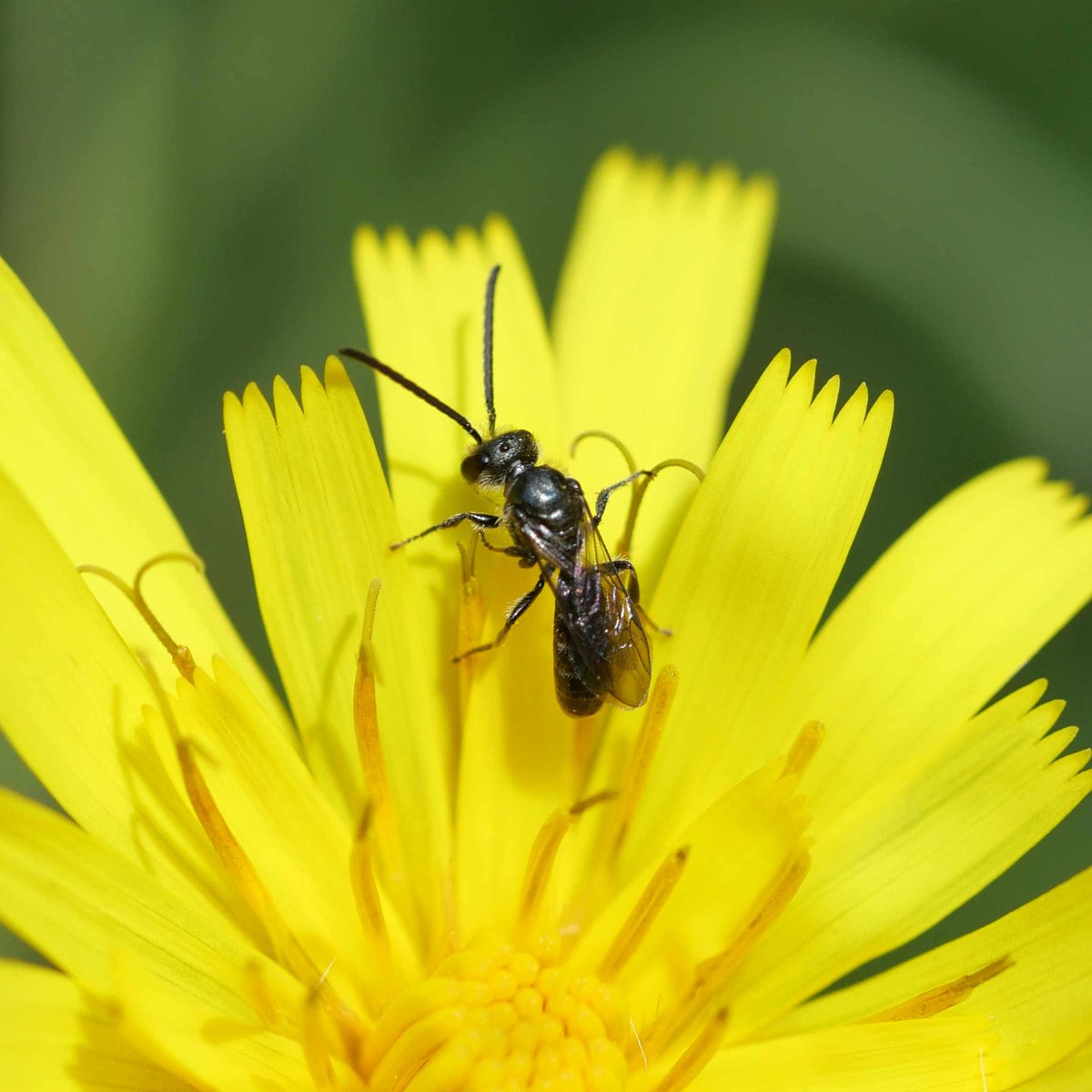 arbarus's tweet photo. 1st December, a bit chilly and deep into diapause season! But at least it's #SolitaryBeeHour . Here's my favourite pic of a tiny, metallic #solitarybee from sunnier times in #Cymru earlier this year, a male lasioglossum species. @SolitaryBeeWeek #solitarybees #pollinators Enjoy! https://t.co/K8SSXvcY5a