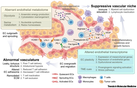 ONLINE NOW:  Reprogramming endothelial cells to empower cancer immunotherapy dlvr.it/SzZ0bS