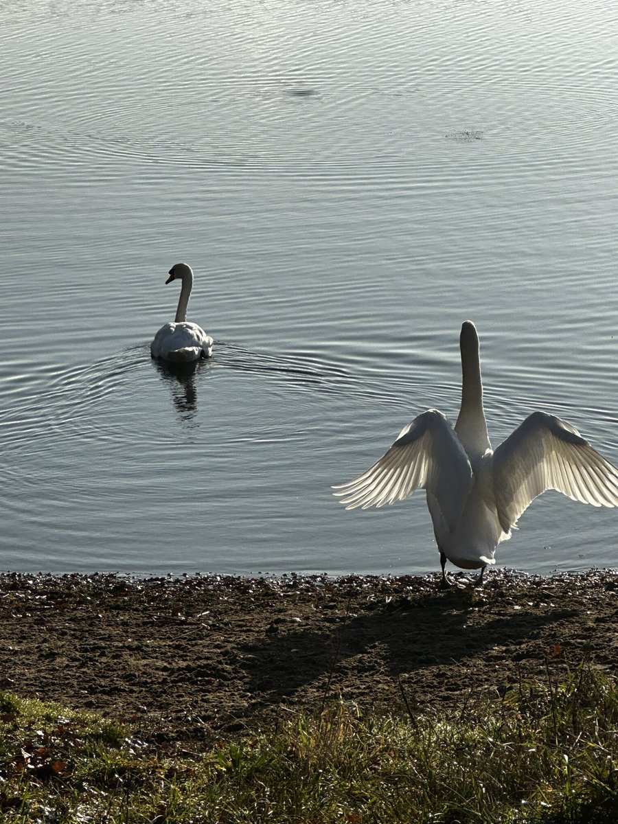 mulberryward1's tweet photo. Refreshing winter walk this morning, spending time recognising how nature can have a positive impact on our mental health 🍂🦢🌳🐟🌅❄️
#MentalHealthMatters #Nature https://t.co/1R0wJ1rLD3