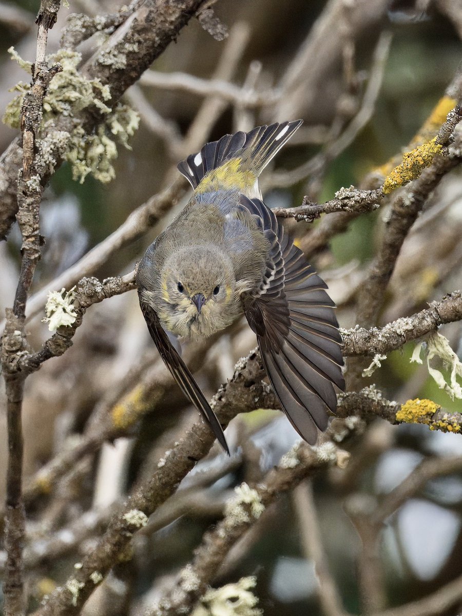 DCCbirder's tweet photo. Another of the Bryher Cape May Warbler from Tuesday trip. 
#CapeMayWarbler #Bryher #IslesOfScilly https://t.co/D2HjDS3Kea