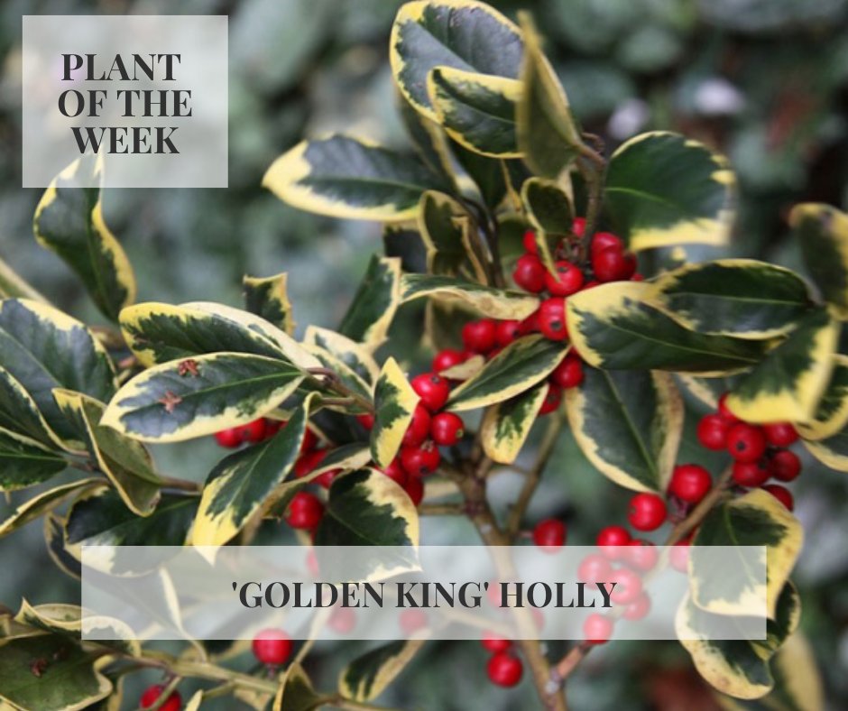 Despite its name, Ilex x altaclerensis 'Golden King' is a female holly with an abundance of shining red berries set amongst its spine-free foliage with wide bright yellow margins that brighten even the greyest day. For more plants to light up your garden pick up our latest issue.